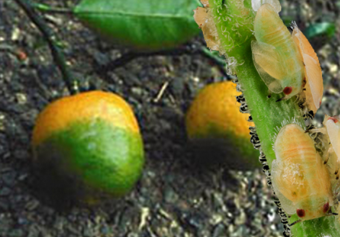 USDA Invests $13.6 million in citrus greening research