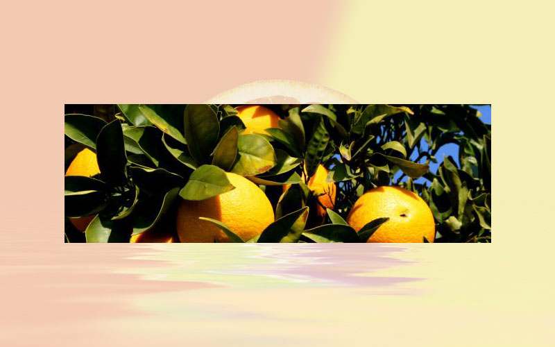 Citrus black spot: new evidence reviewed