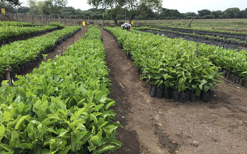 Frutco AG: Investment in passion fruit cultivation and processing in Nicaragua achieves milestones