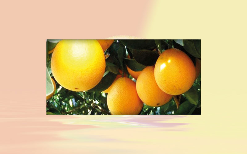 Orange supply may increase in the Brazilian market