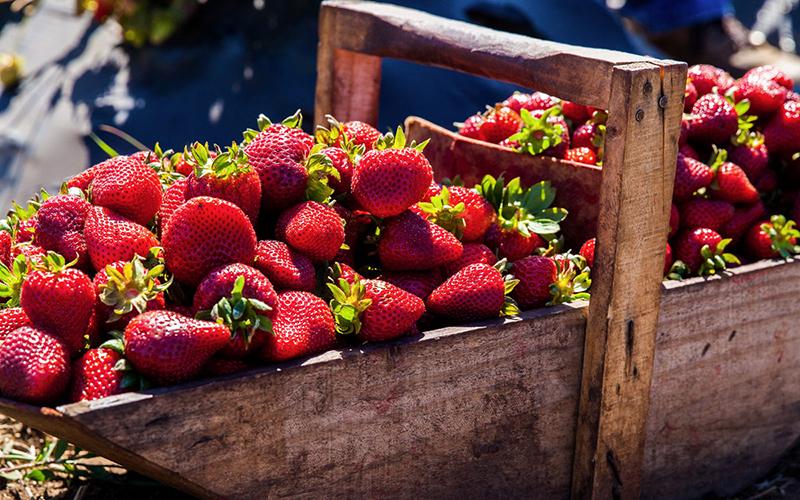 Symrise demonstrates robust & sustainable supply chain for high quality diana food<sup>™</sup> strawberry ingredients