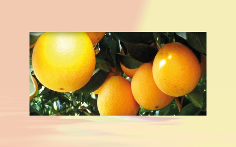 Brazilian orange juice: Juice exports rise at the beginning oft he season