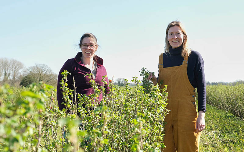 Norfolk farmer launches bold regenerative farming project on Ribena blackcurrant farm