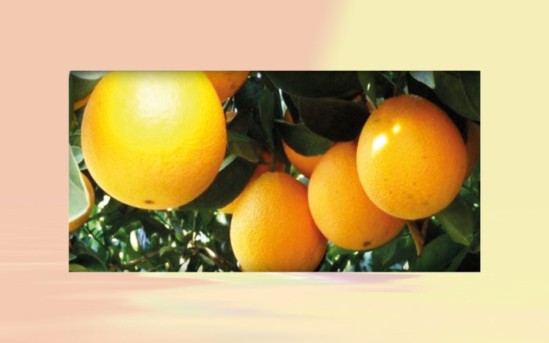Oranges and ponkan tangerine devalue in April, while for tahiti lime, prices rise