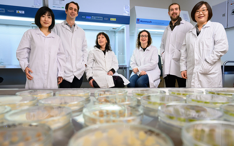 Lab grown fruit - scientists aim to break new ground with cellular horticulture research