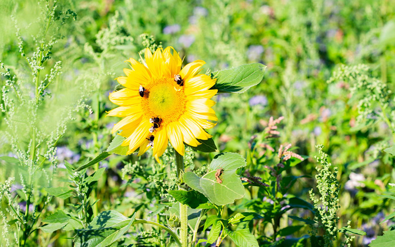 GNT making significant carbon cuts on plant-based EXBERRY® colors, new report reveals