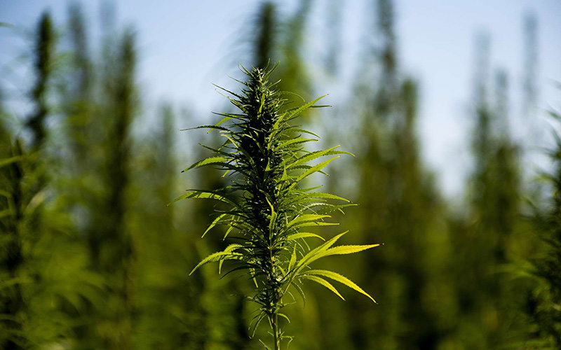 Indena first globally to secure european CEP for CBD