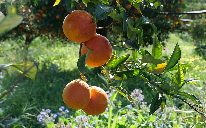 Increase in psyllid during budding period raises alarm for citrus growers