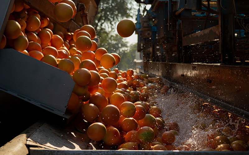 From Orchard to Table: What Makes South Africa’s SummerStar Ruby Grapefruit a Sustainable Choice
