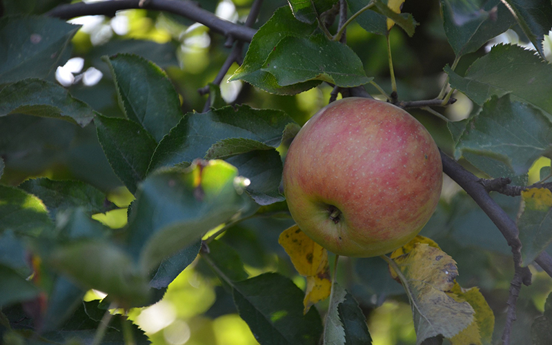Prognosfruit 2025/2026 season forecast update: EU Apple and Pear crop revised slightly higher amidst confidence in a market outlook that remains with strong parameters