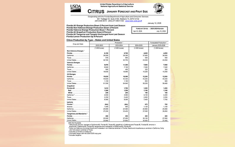 USDA: Florida citrus January 2026 forecast