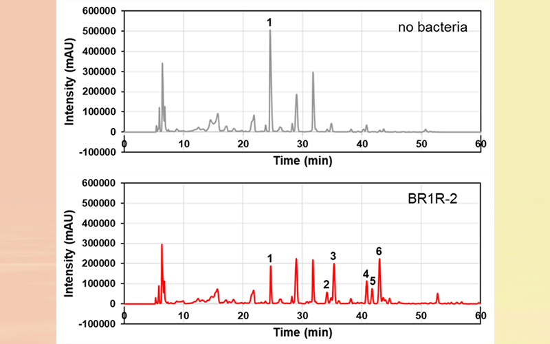 Green chemistry: friendly bacteria can unlock hidden metabolic pathways in plant cell cultures