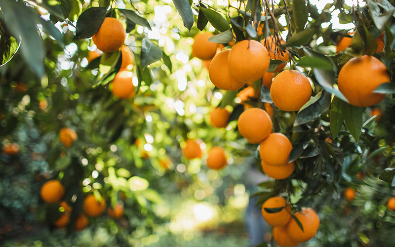 Tate & Lyle and Van Triest CirQlar extend partnership to advance circular food systems