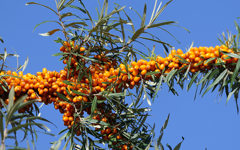 Sea buckthorn moves from niche ingredient to gain mainstream momentum
