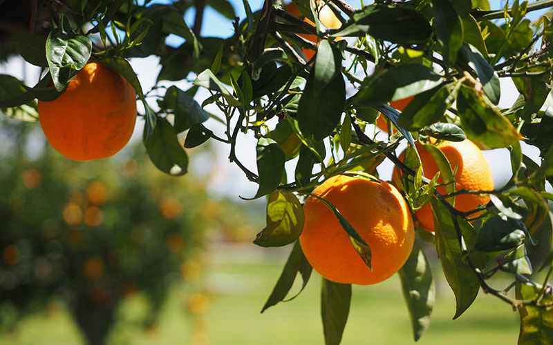 United States: citrus fruits – 2025 Summary